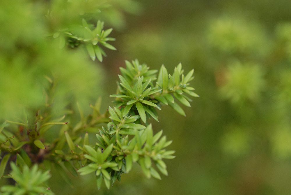 Podocarpaceae Saxegothaea conspicua