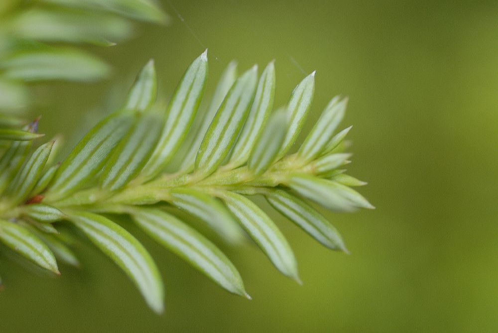 Podocarpaceae Saxegothaea conspicua