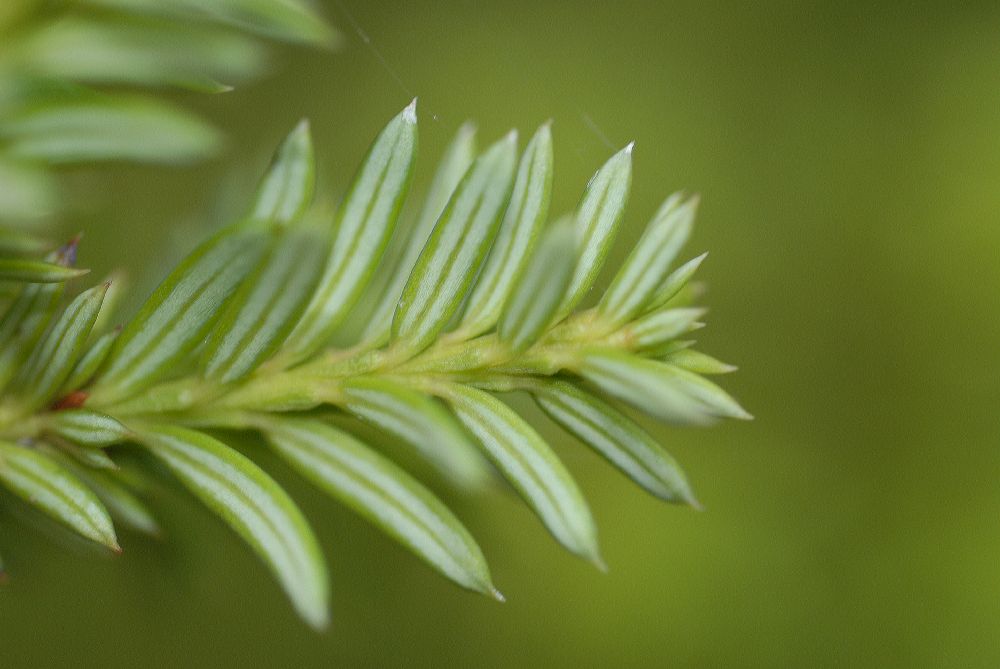 Podocarpaceae Saxegothaea conspicua