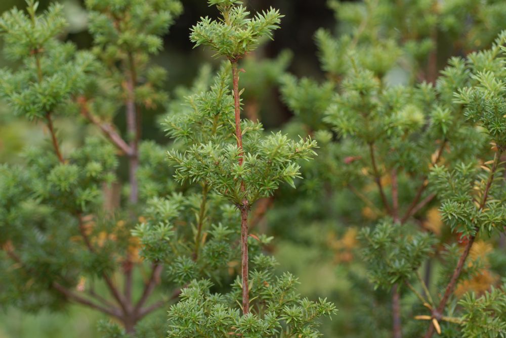 Podocarpaceae Saxegothaea conspicua