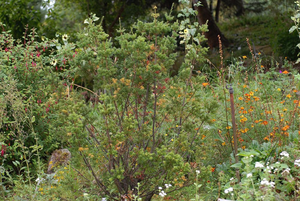 Podocarpaceae Saxegothaea conspicua