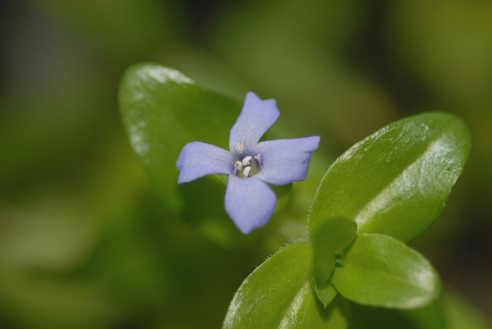 Plantaginaceae Bacopa caroliniana