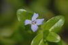 image of Bacopa caroliniana
