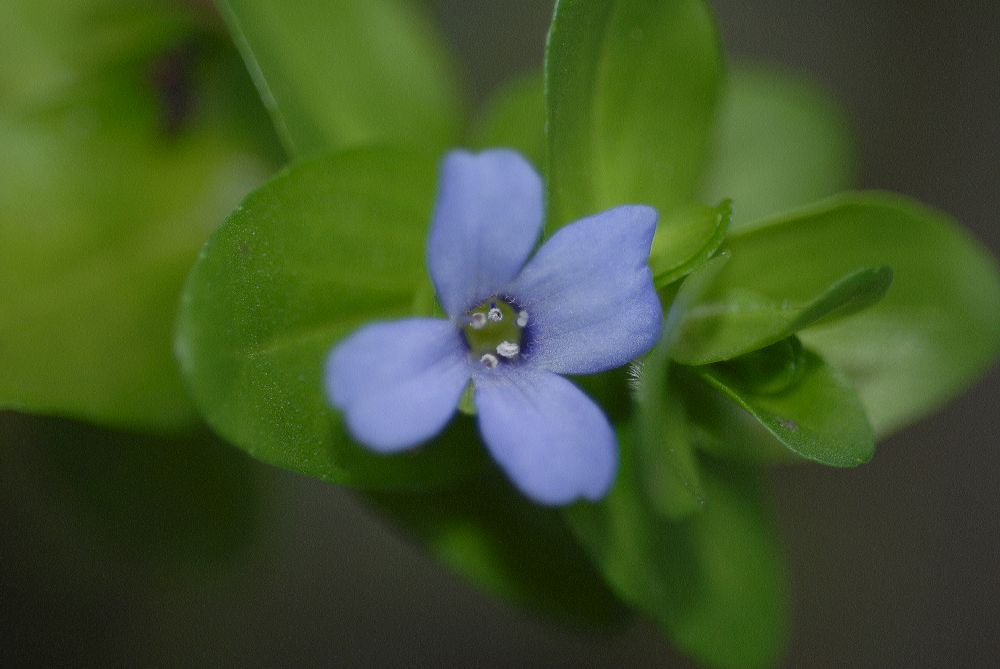 Plantaginaceae Bacopa caroliniana