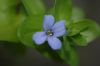 image of Bacopa caroliniana