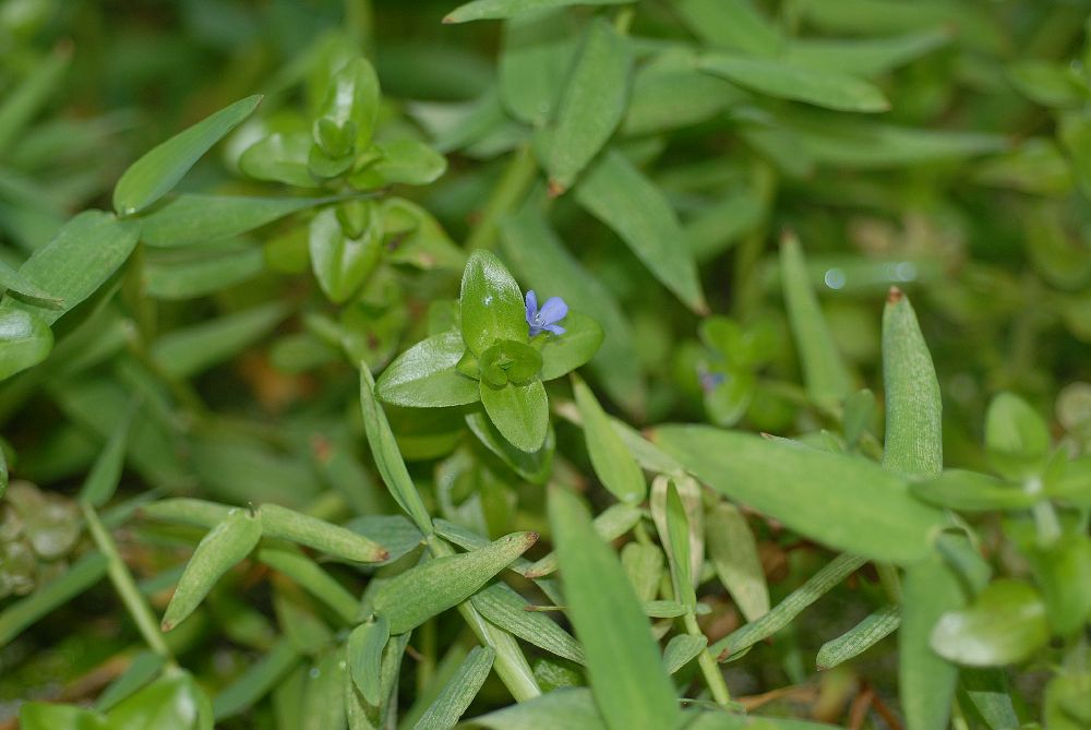 Plantaginaceae Bacopa caroliniana