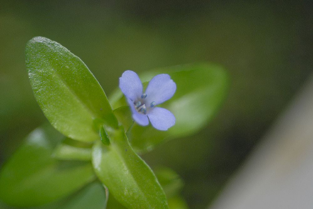 Plantaginaceae Bacopa caroliniana