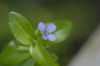 image of Bacopa caroliniana