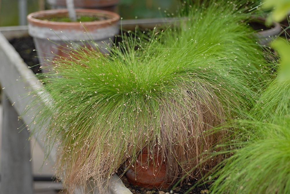 Cyperaceae Scirpus ceruus