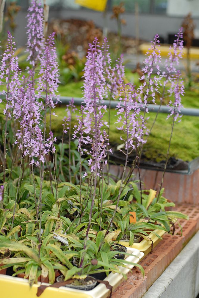 Orchidaceae Stenoglottis longifolia