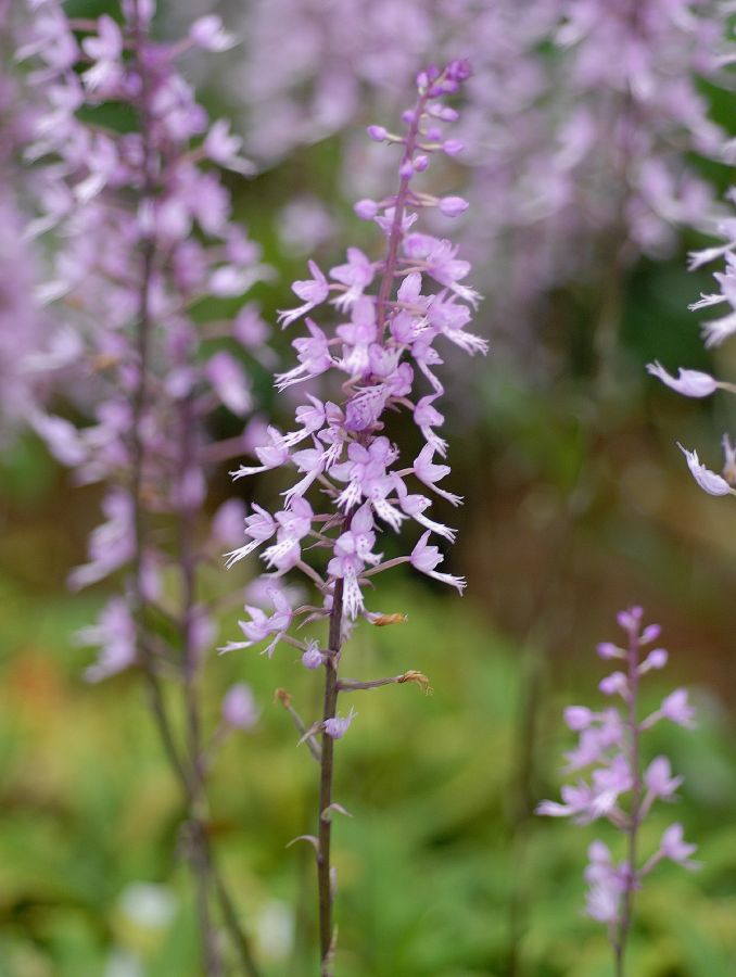 Orchidaceae Stenoglottis longifolia