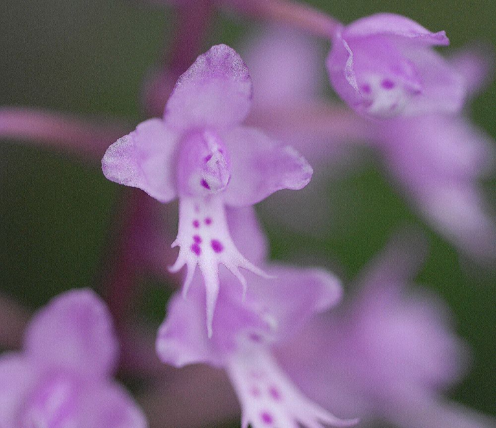 Orchidaceae Stenoglottis longifolia