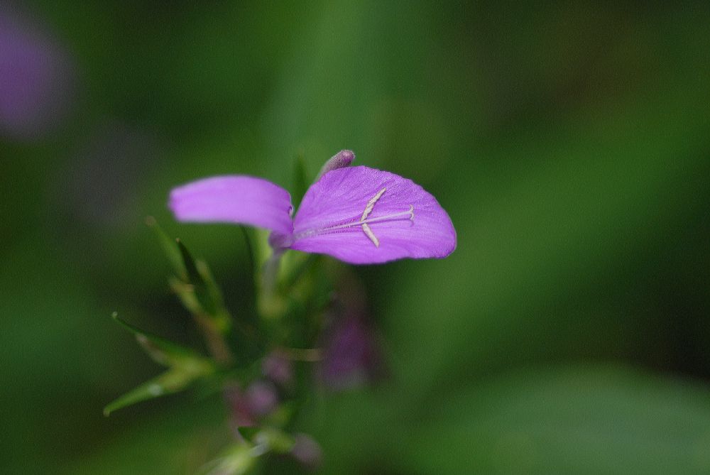 Acanthaceae Strobilanthes isophyllus
