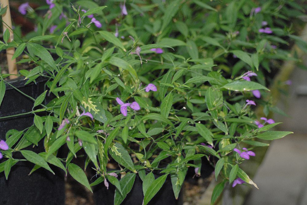 Acanthaceae Strobilanthes isophyllus
