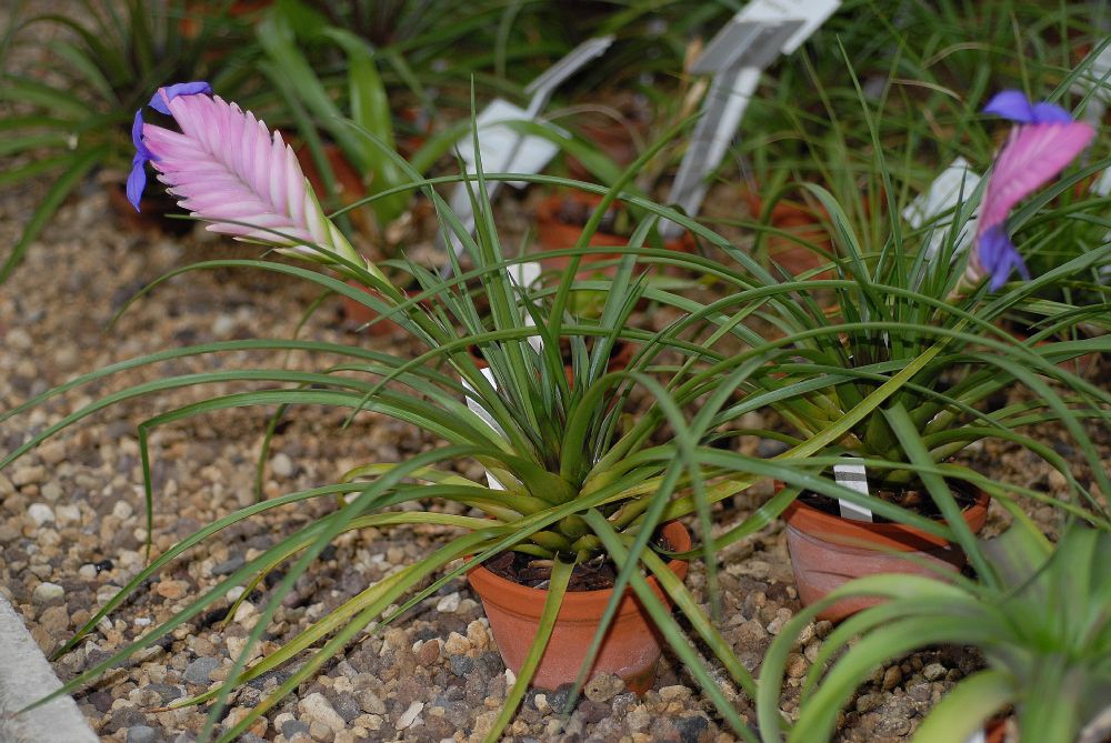 Bromeliaceae Tillandsia cyanea