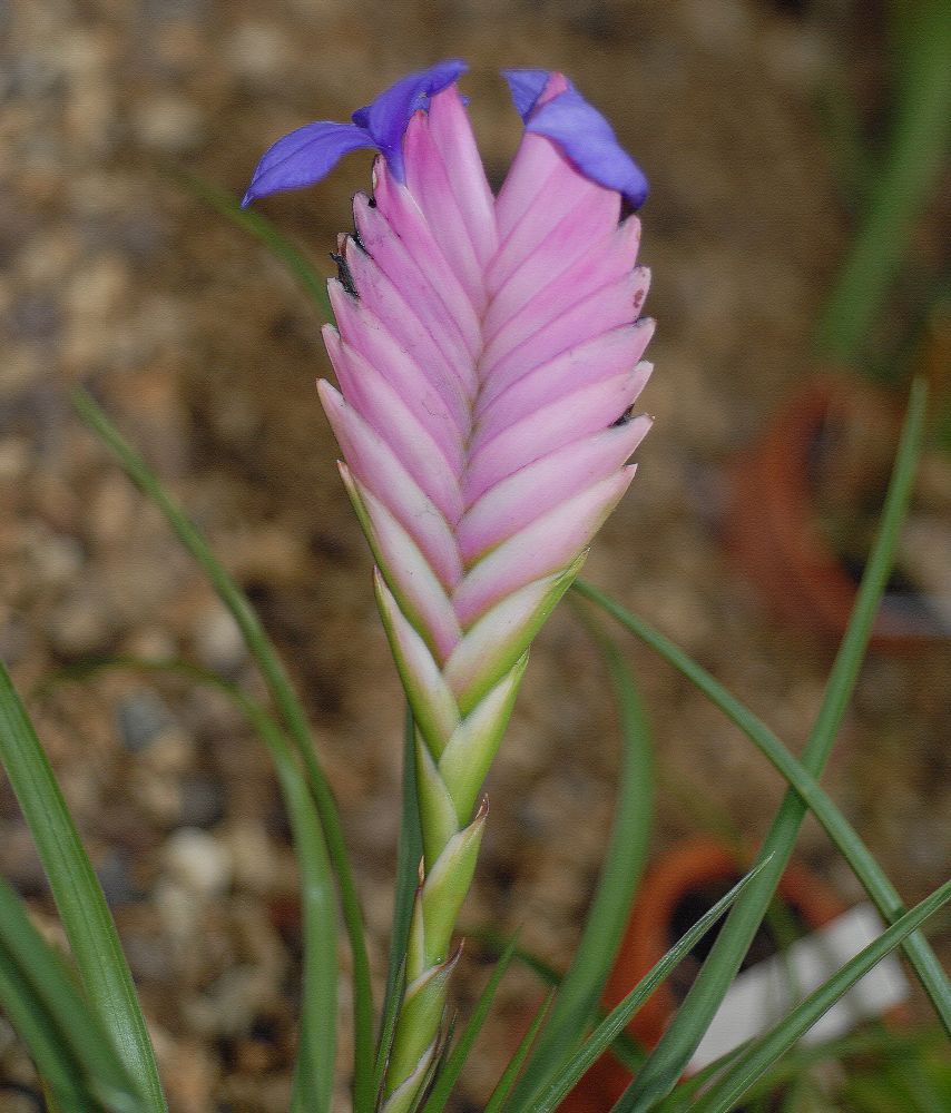 Bromeliaceae Tillandsia cyanea