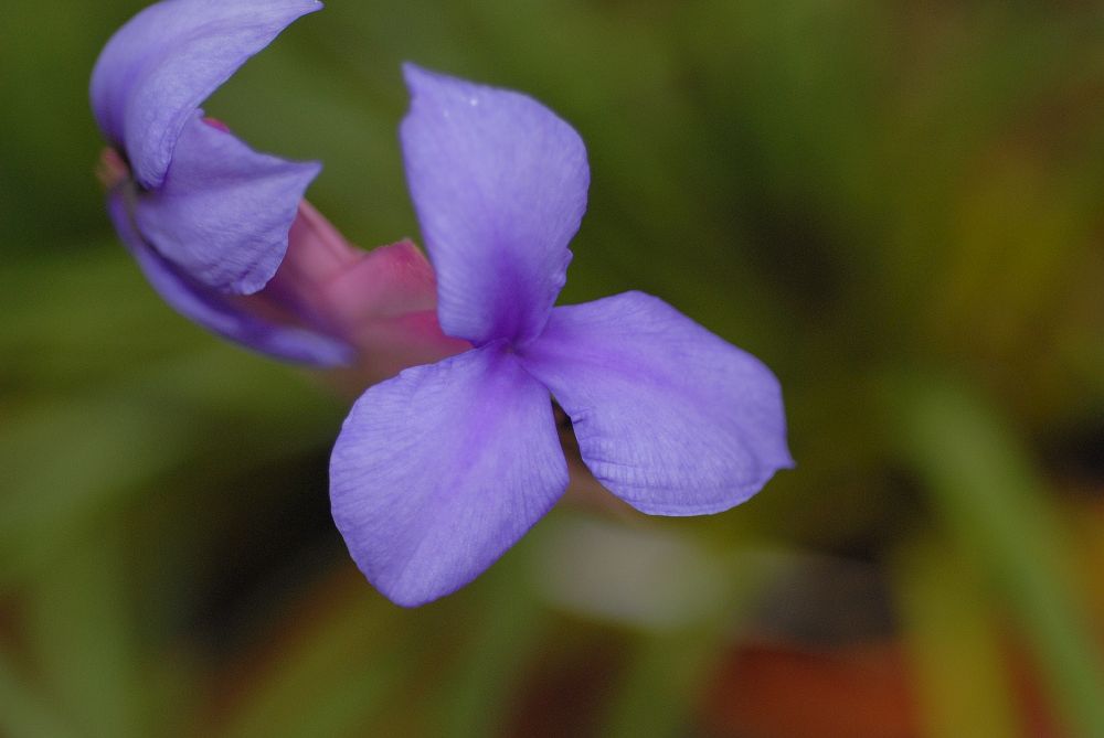 Bromeliaceae Tillandsia cyanea