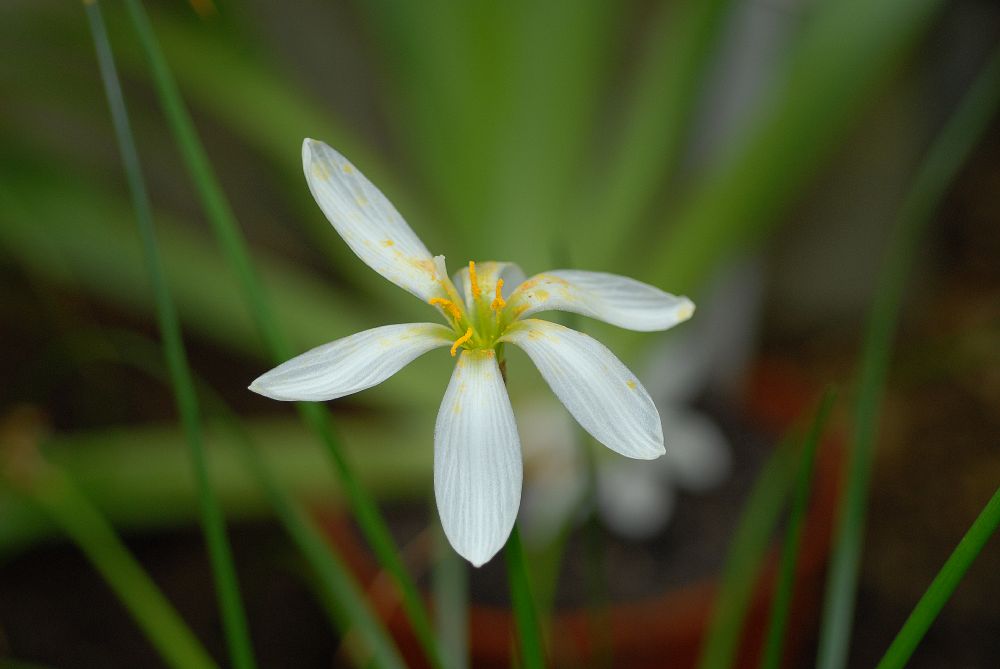 Amaryllidaceae Zephyranthes atamasco
