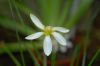 image of Zephyranthes atamasco