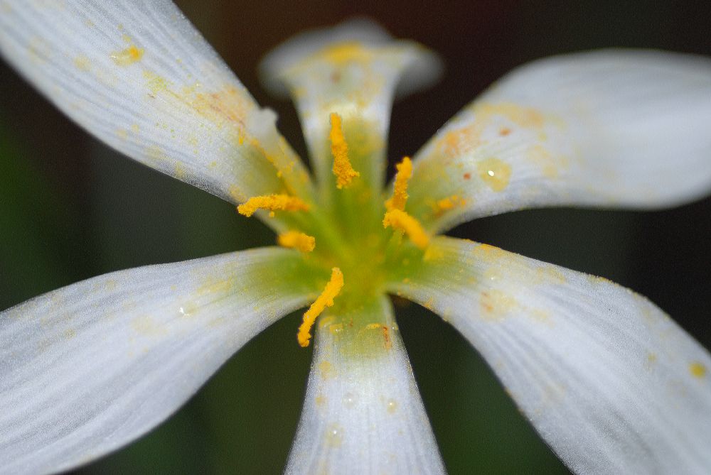 Amaryllidaceae Zephyranthes atamasco