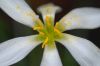 image of Zephyranthes atamasco