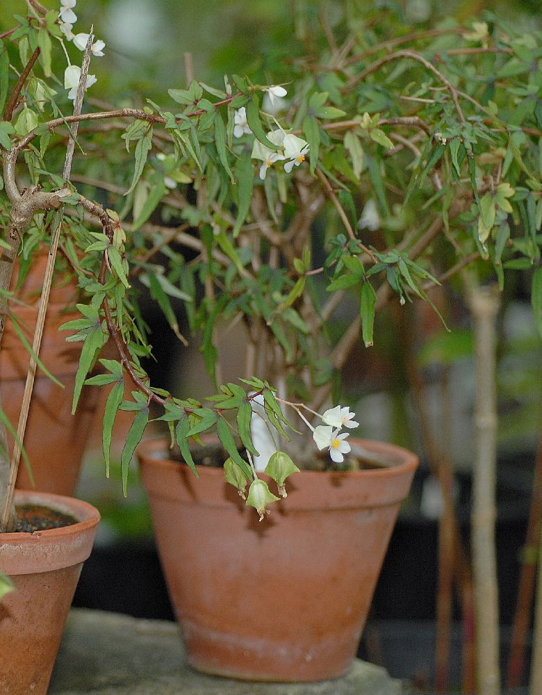 Begoniaceae Begonia partita