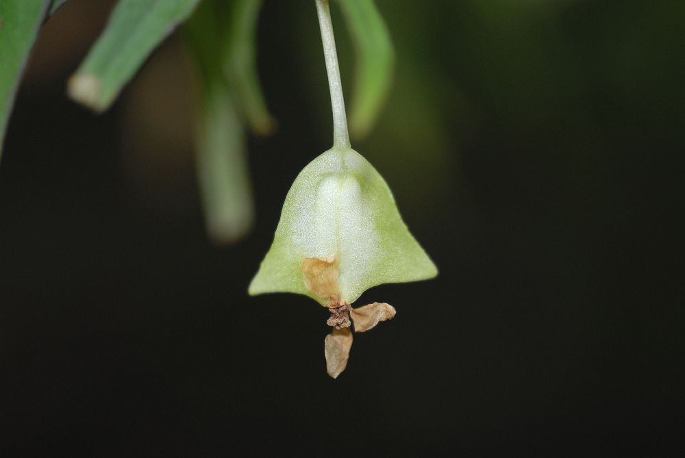 Begoniaceae Begonia partita