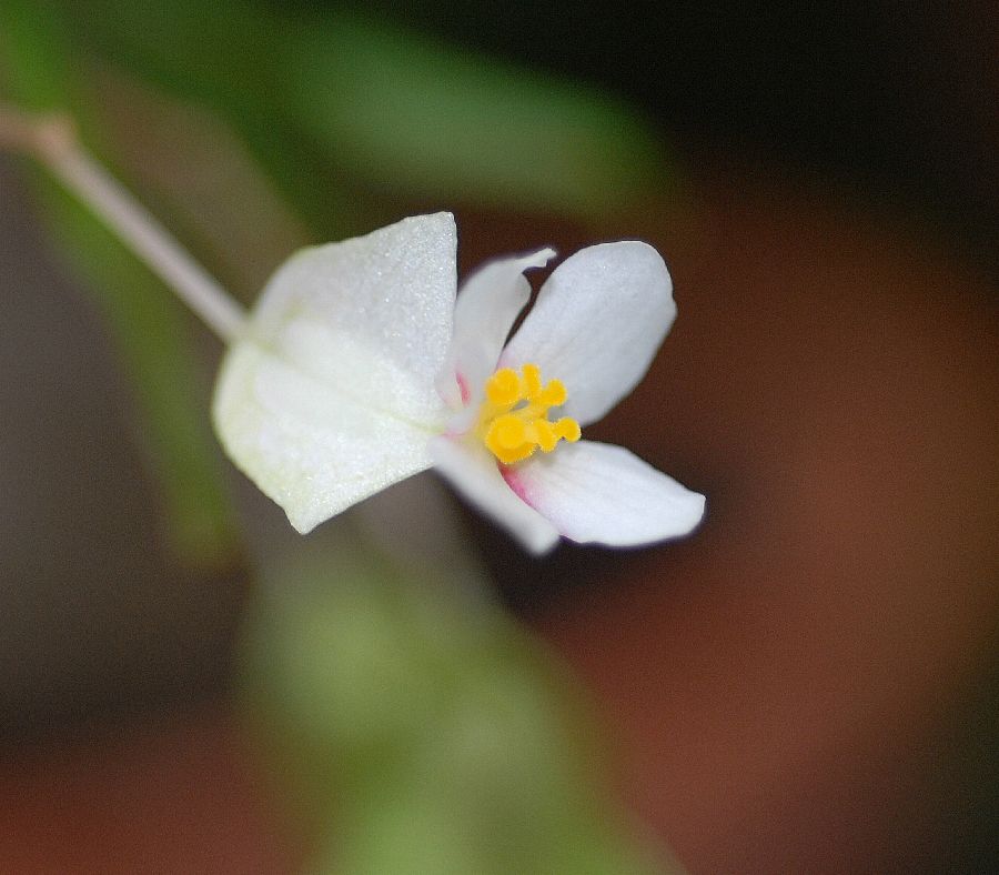 Begoniaceae Begonia partita