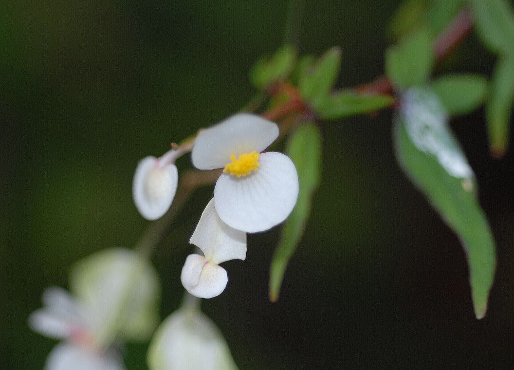 Begoniaceae Begonia partita