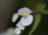 image of Begonia partita