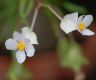 image of Begonia partita