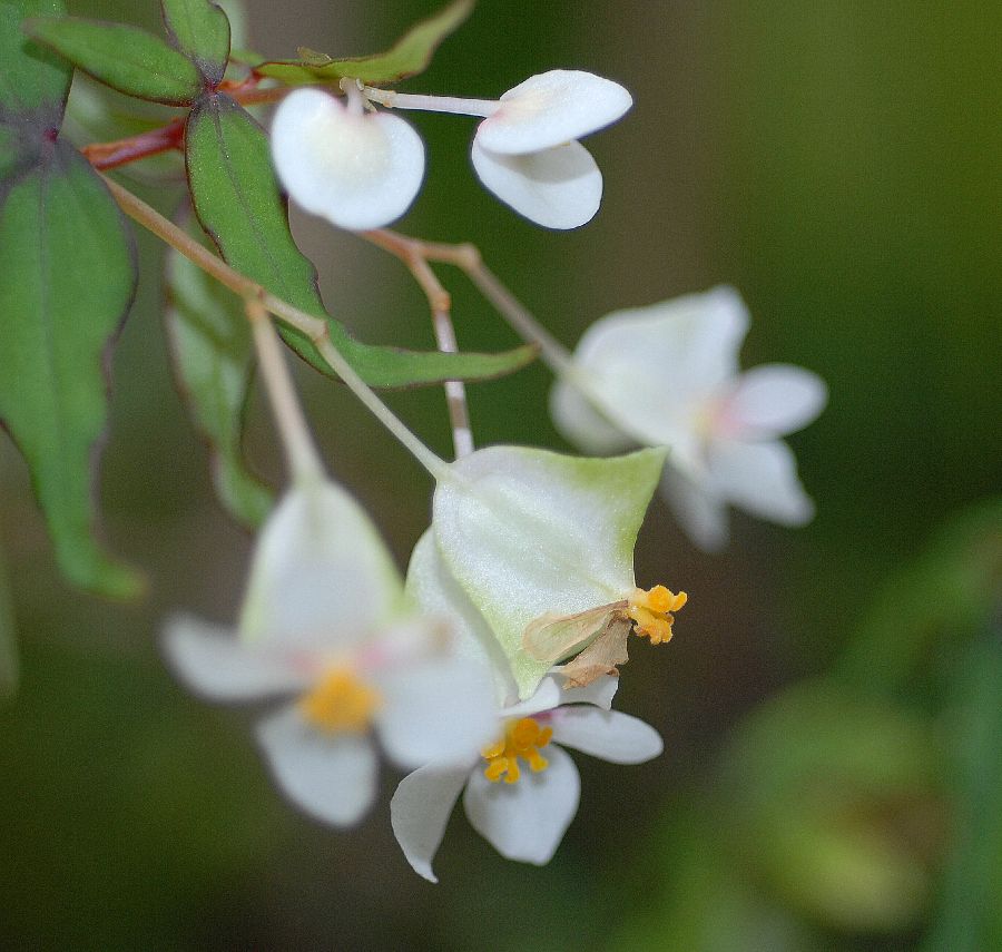 Begoniaceae Begonia partita