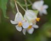 image of Begonia partita