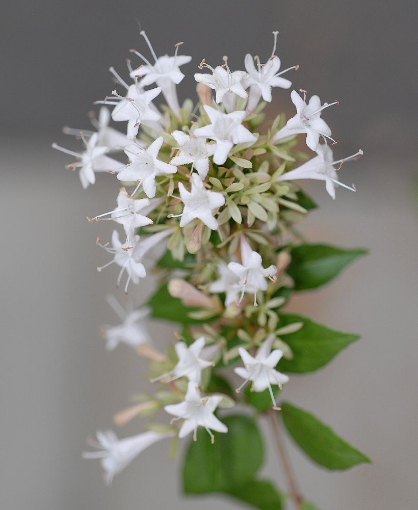 Linnaeaceae Abelia chinesis