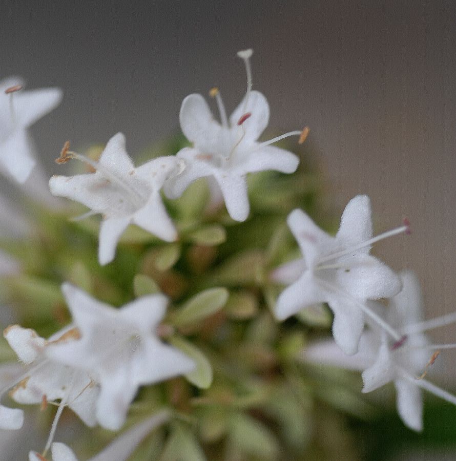 Linnaeaceae Abelia chinesis