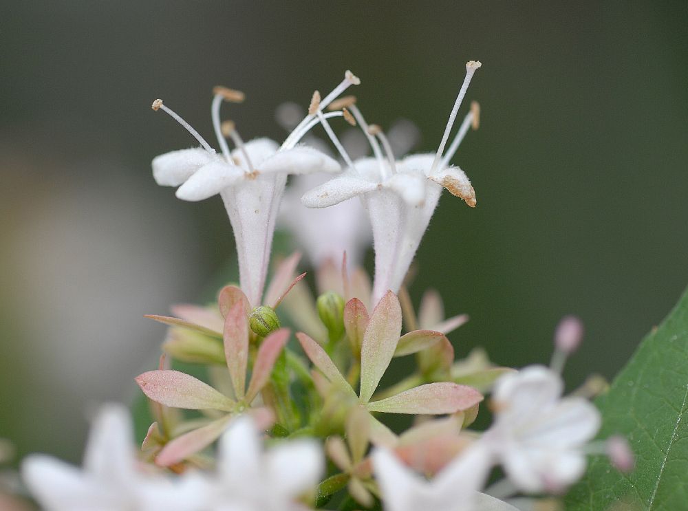 Linnaeaceae Abelia chinesis