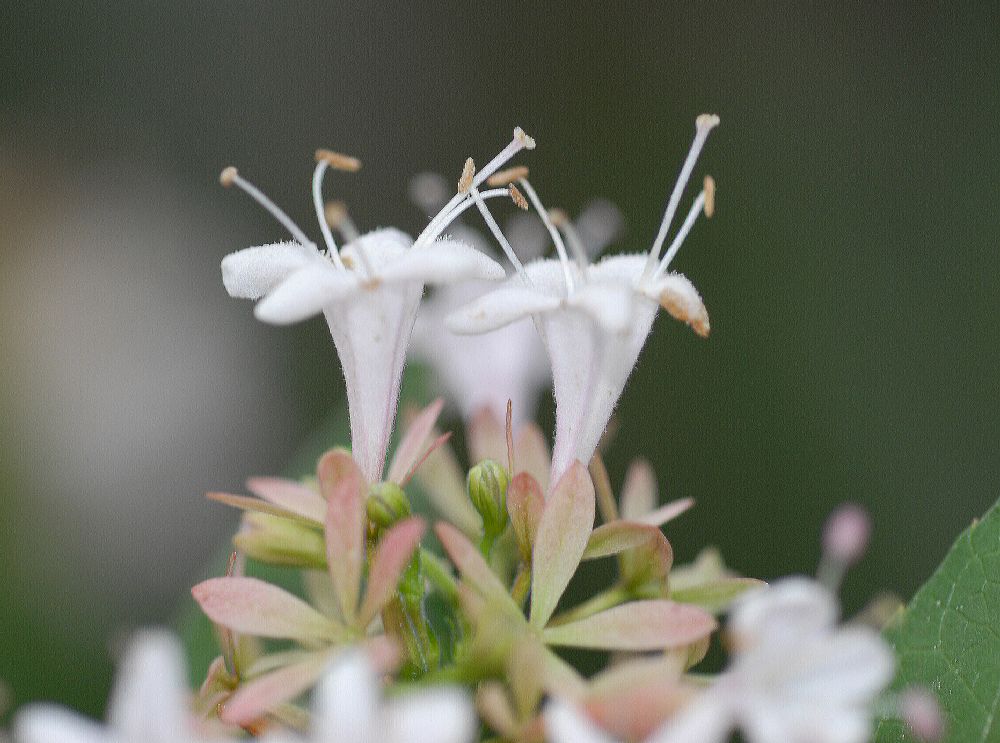 Linnaeaceae Abelia chinesis