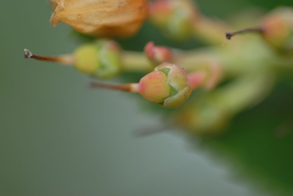 Ericaceae Arbutus unedo