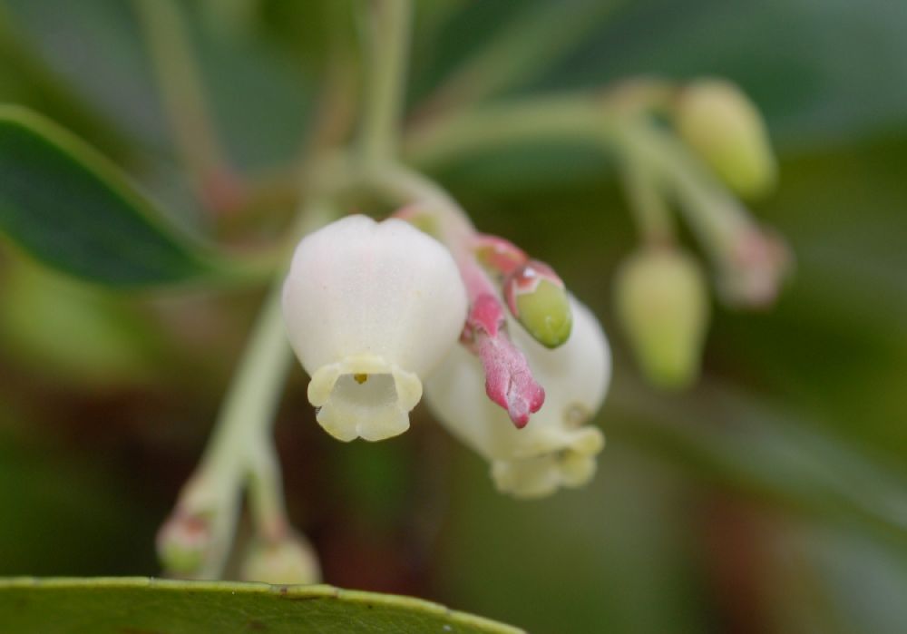 Ericaceae Arbutus unedo