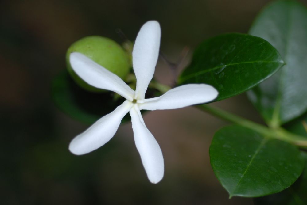 Apocynaceae Carissa macrocarpa