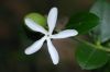 image of Carissa macrocarpa