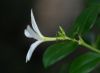 image of Carissa macrocarpa