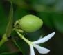 image of Carissa macrocarpa