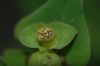 image of Euphorbia bubalina
