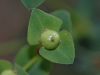 image of Euphorbia bubalina