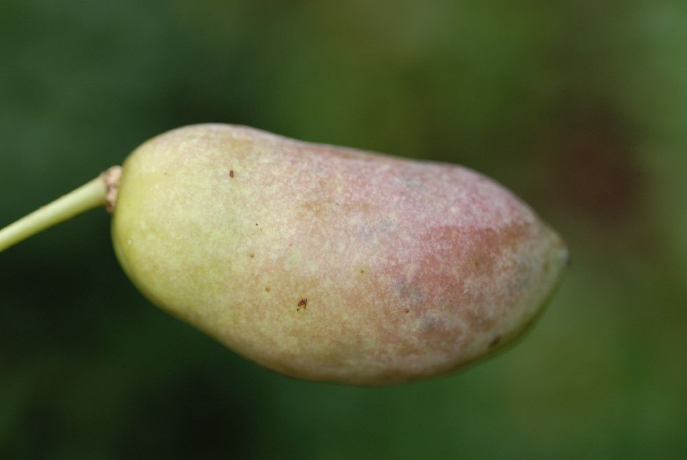 Lardizabalaceae Holboellia acuminata