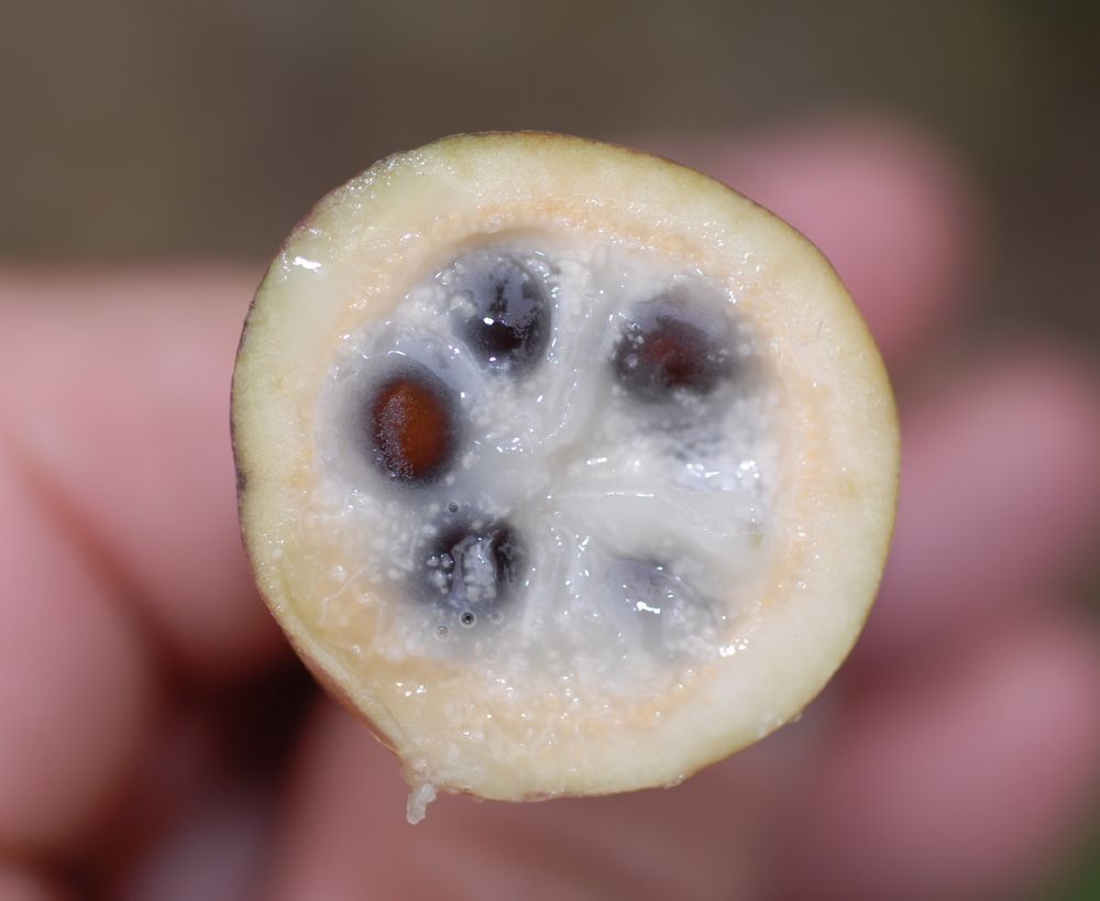 Lardizabalaceae Holboellia acuminata