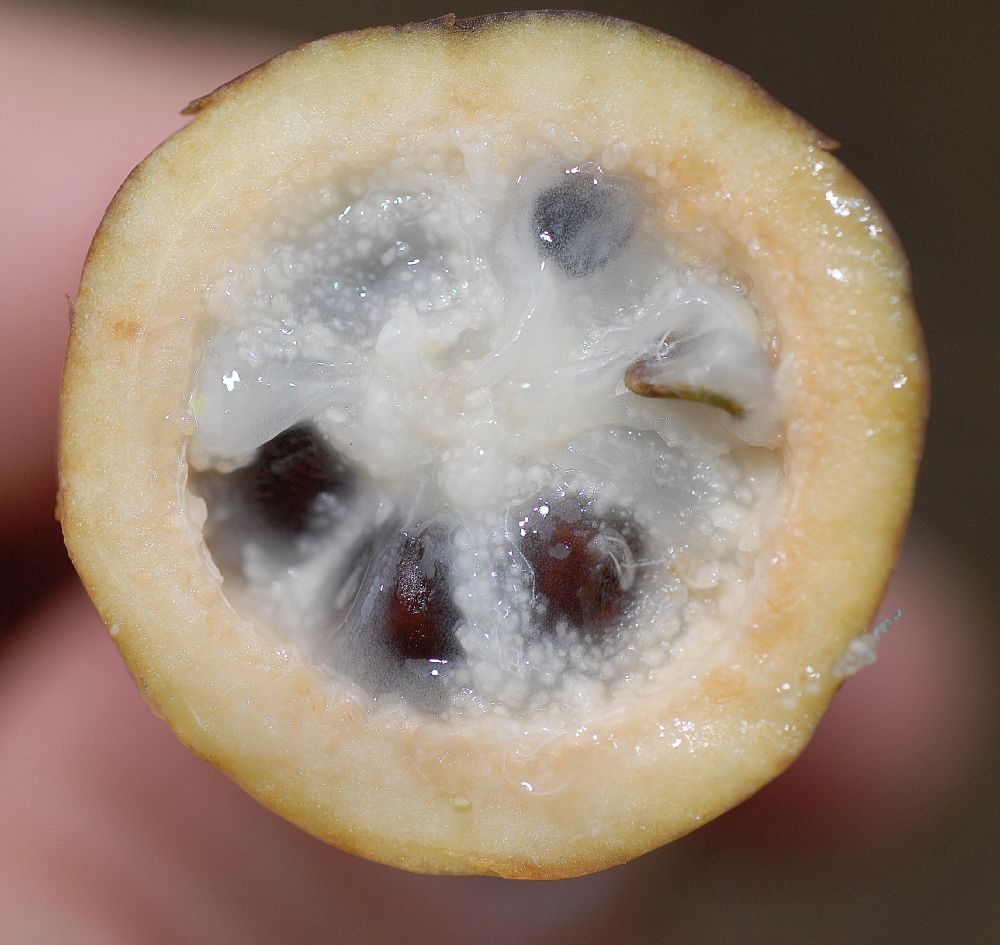 Lardizabalaceae Holboellia acuminata