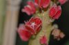 image of Goethea strictiflora