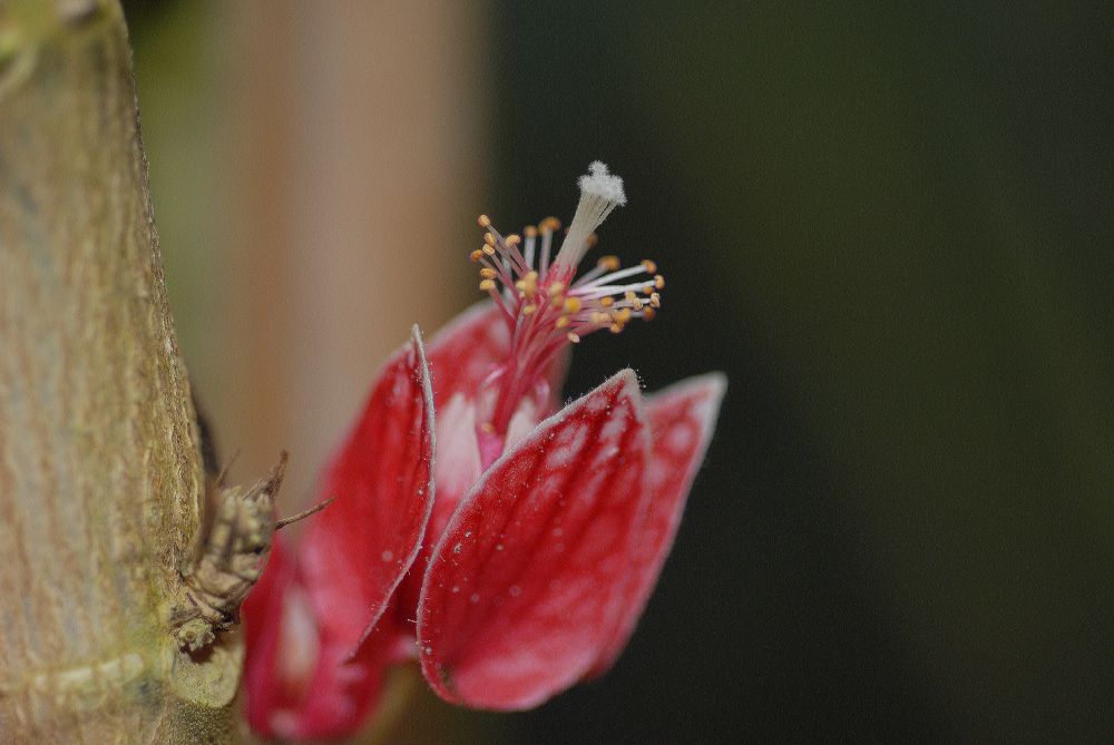 Malvaceae Goethea strictiflora